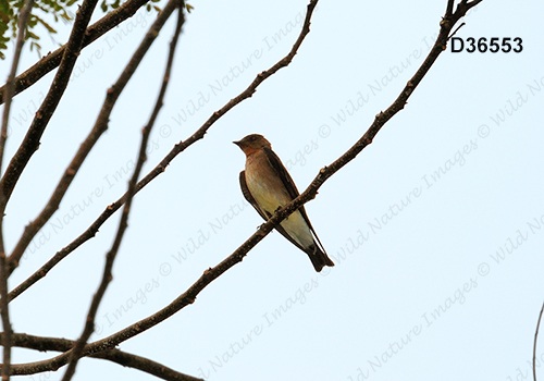 Southern Rough-winged Swallow (Stelgidopteryx ruficollis)